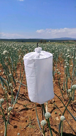 SOĞAN MELEZLEME ABAJURU